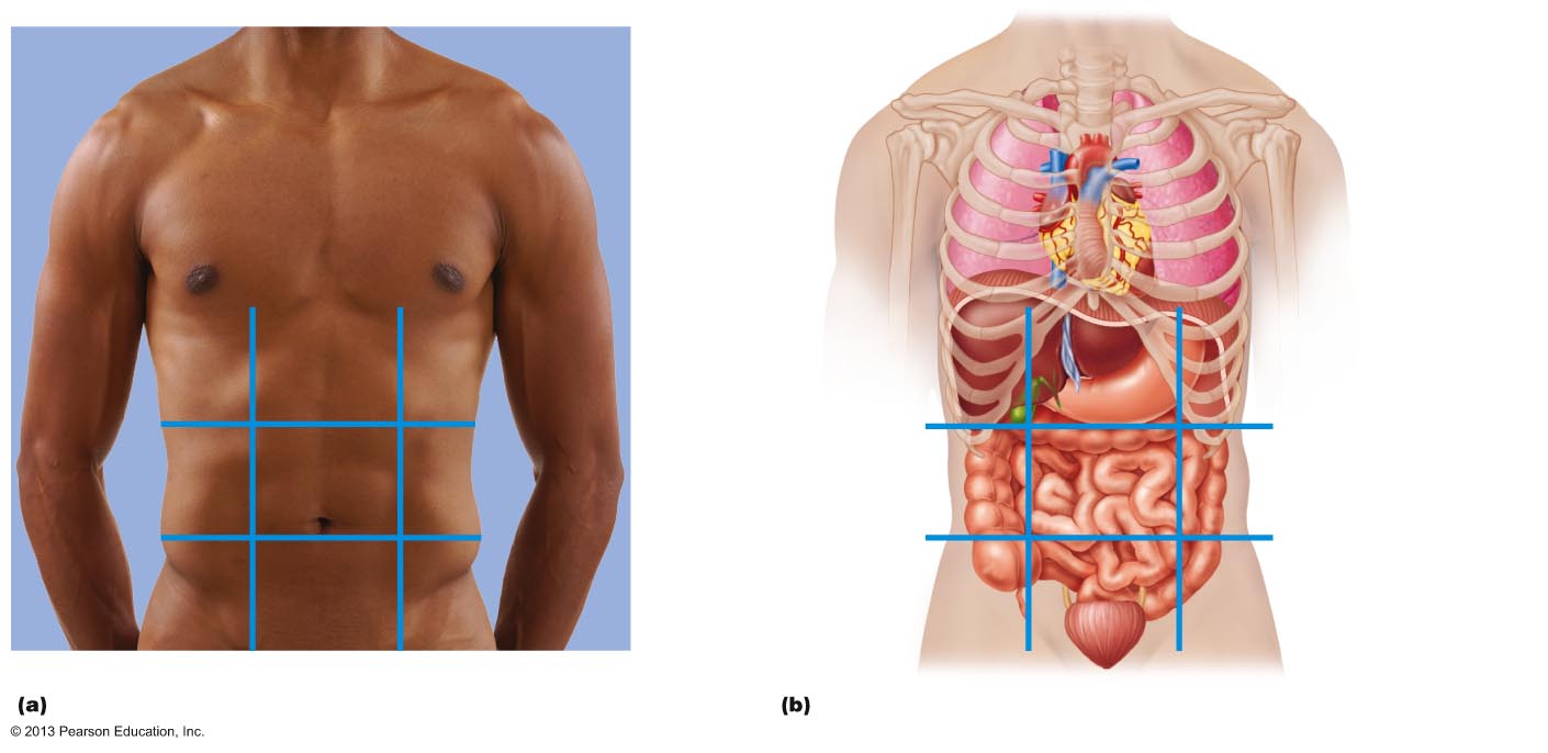 The nine abdominal regions with underlying organs