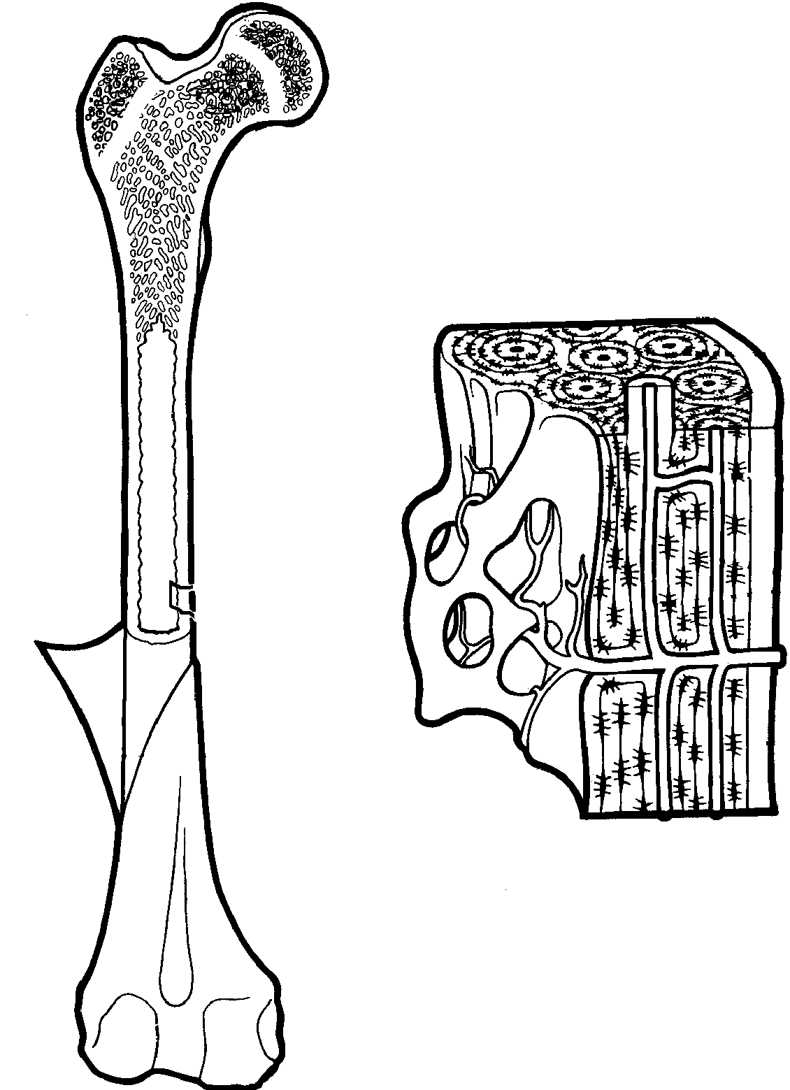 Bone histology: trabecular vs cortical bone, and the osteon
