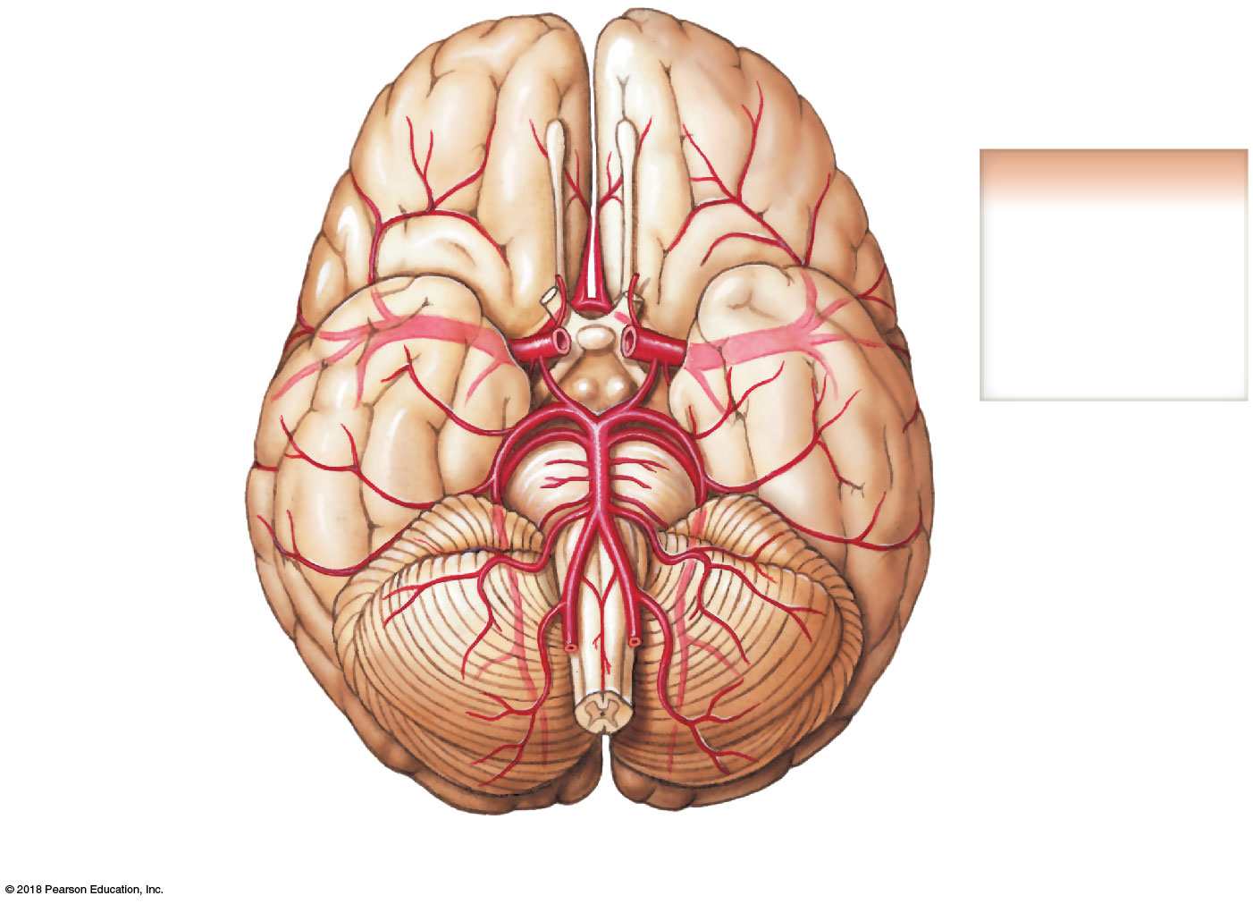 Inferior view of the brain showing the Circle of Willis