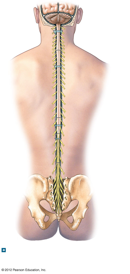 Posterior view of the spinal cord in situ