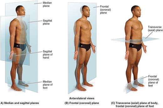 Anatomical planes of the body