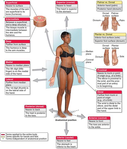 Anatomical position and directional terms