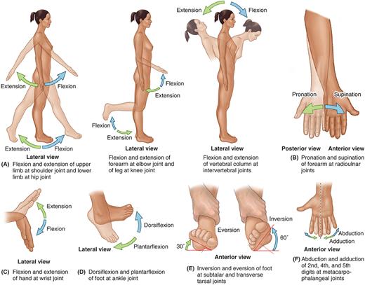 Body movements at various joints