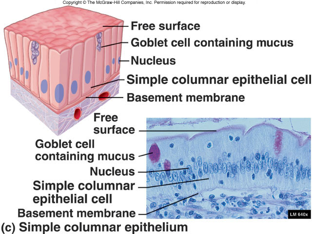 Simple columnar epithelium