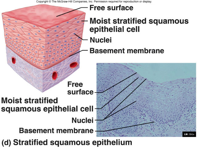 Stratified squamous epithelium