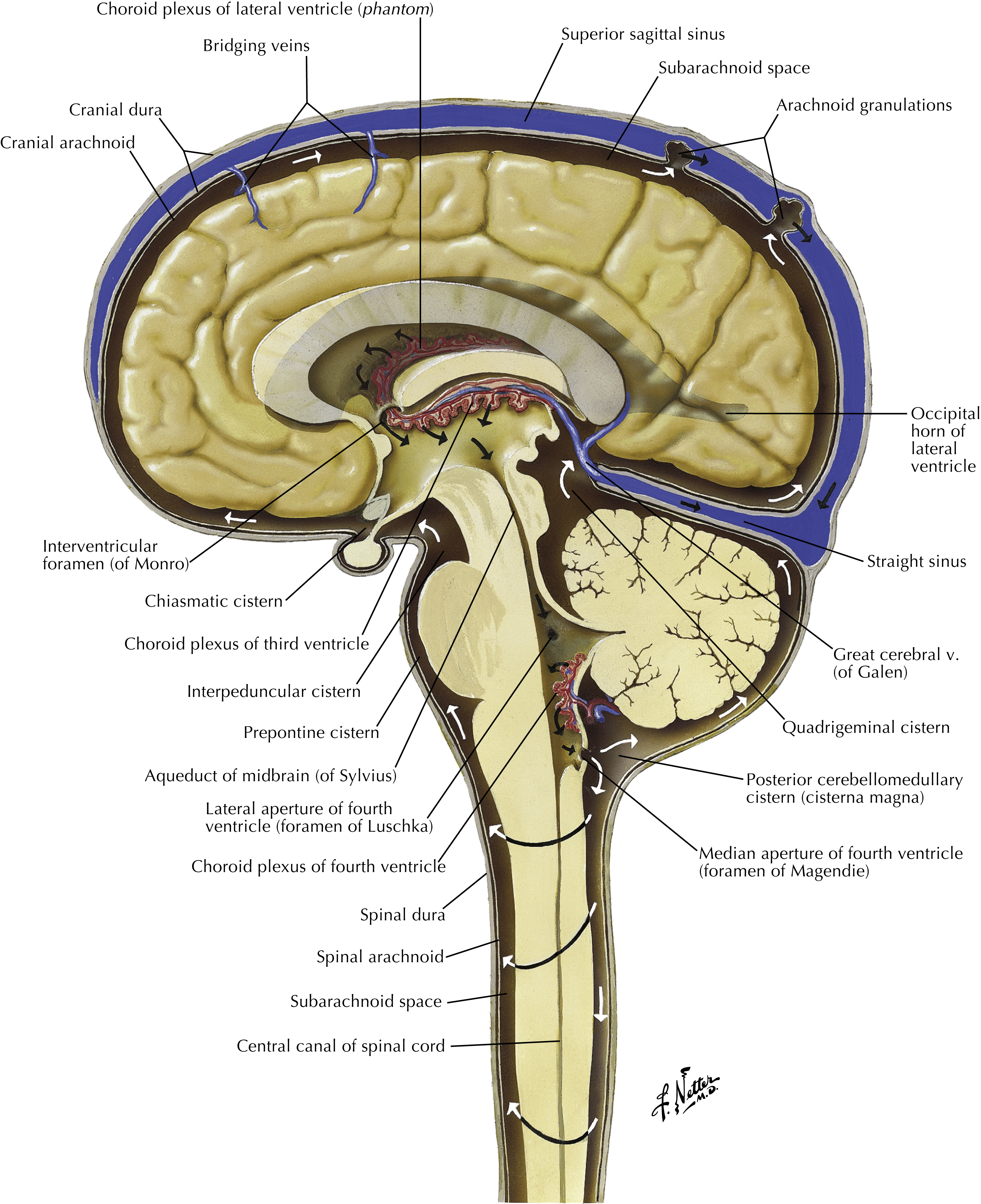 Midsagittal section of the brain