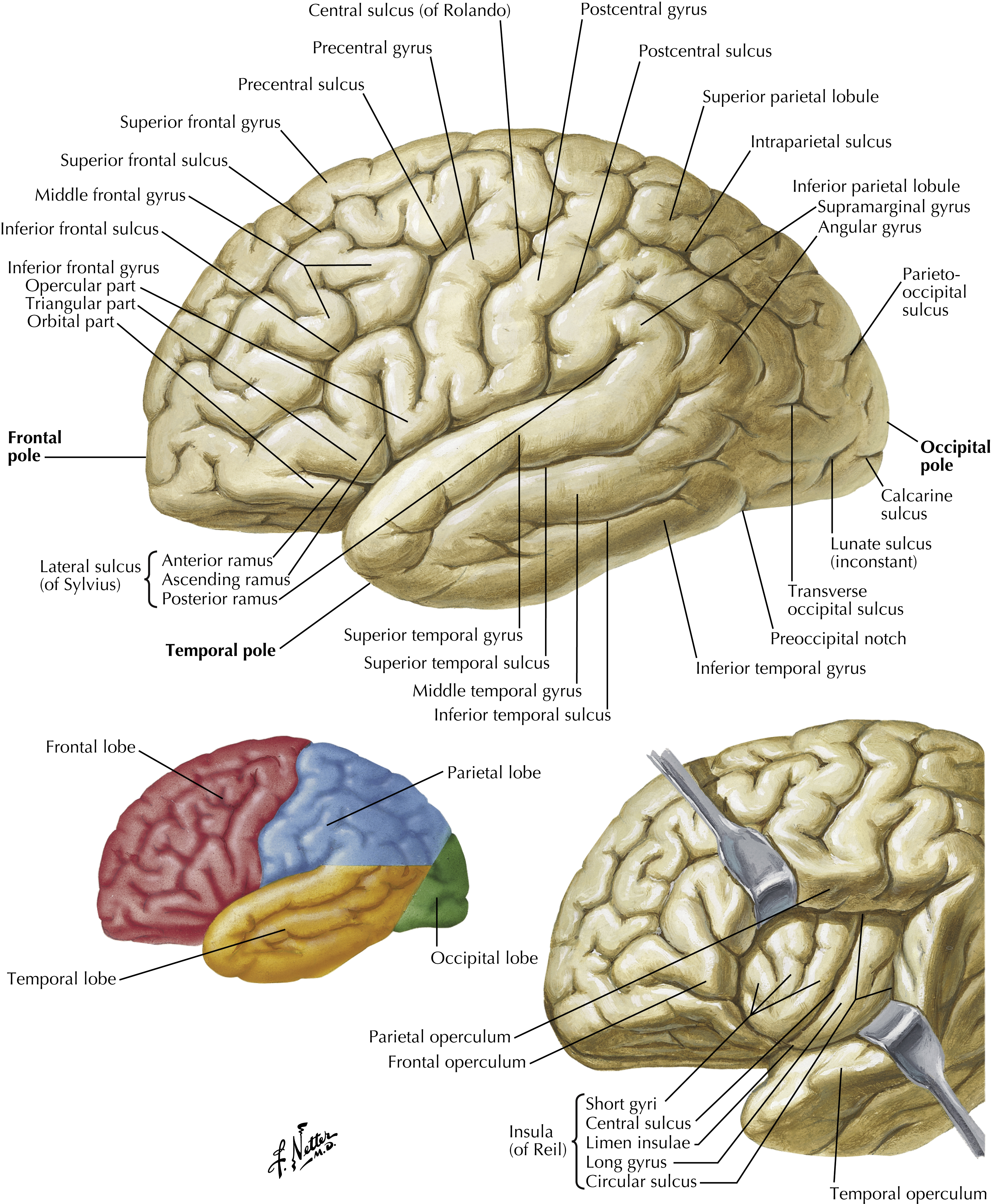 Lateral view of the cerebral lobes
