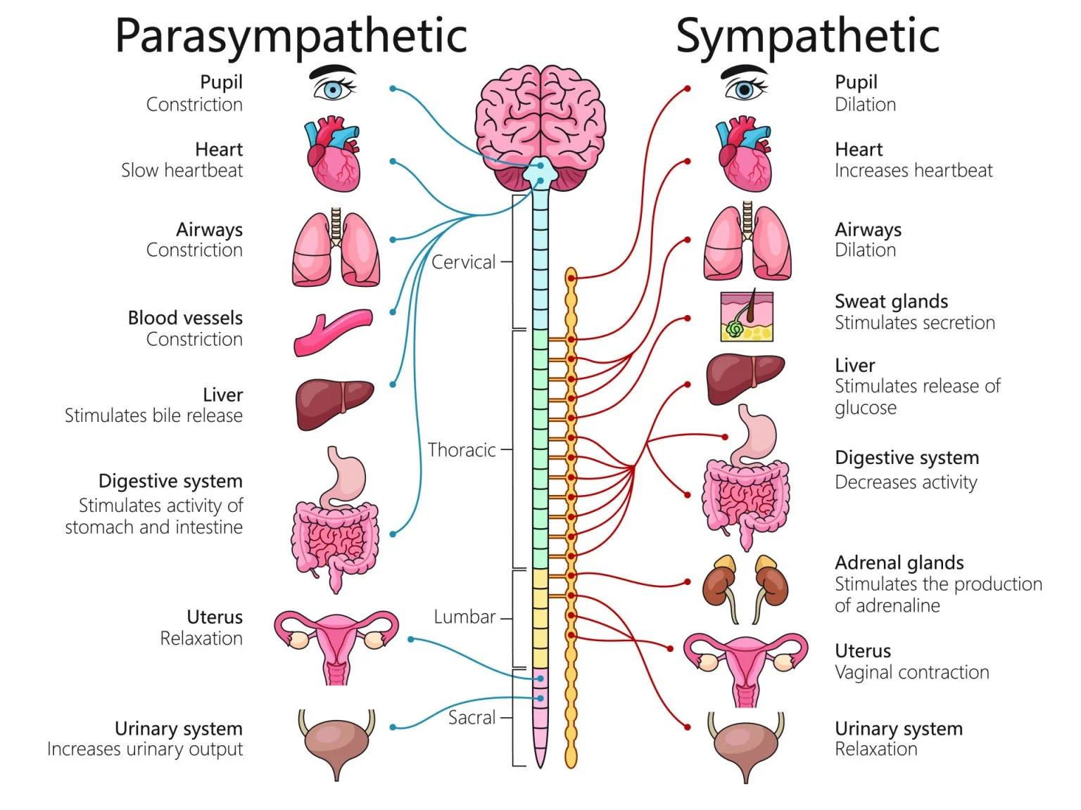 Sympathetic and parasympathetic divisions of the ANS
