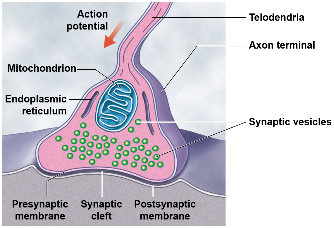 Structure of a neuron
