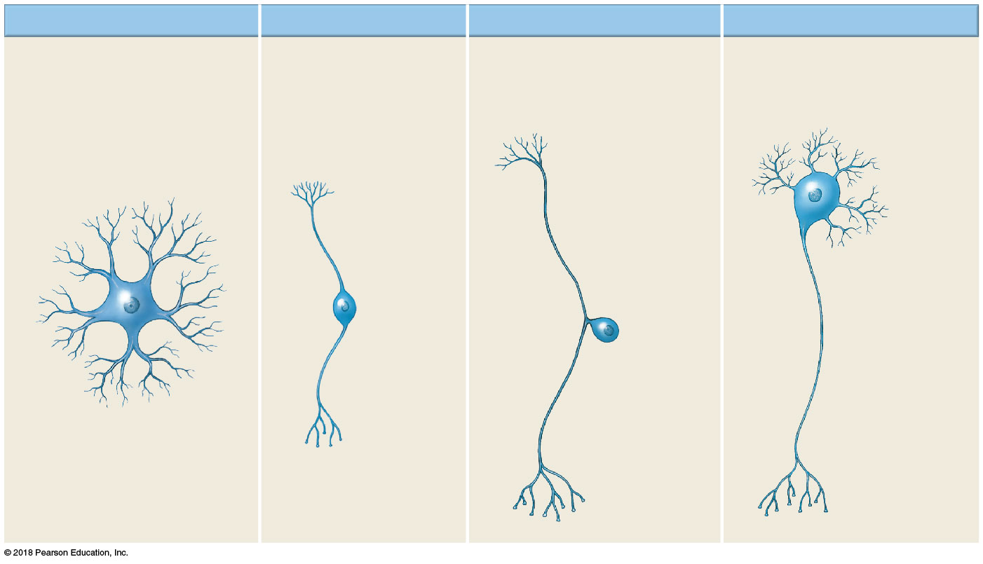 Structural classification of neurons