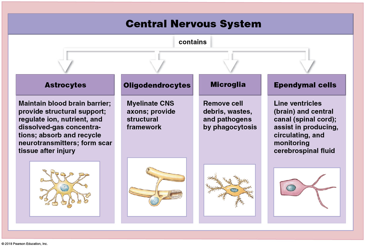 CNS neuroglia
