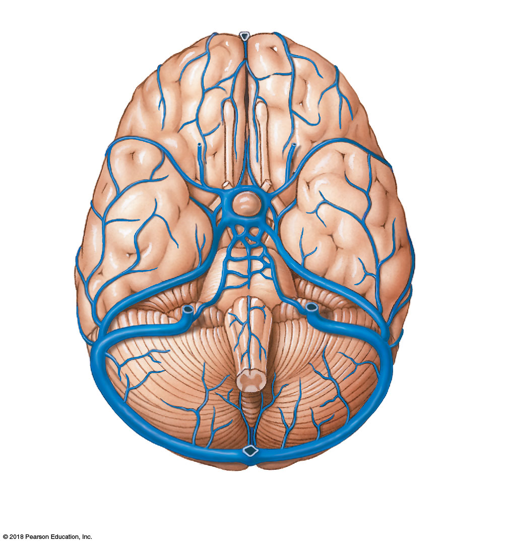 Dural venous sinuses