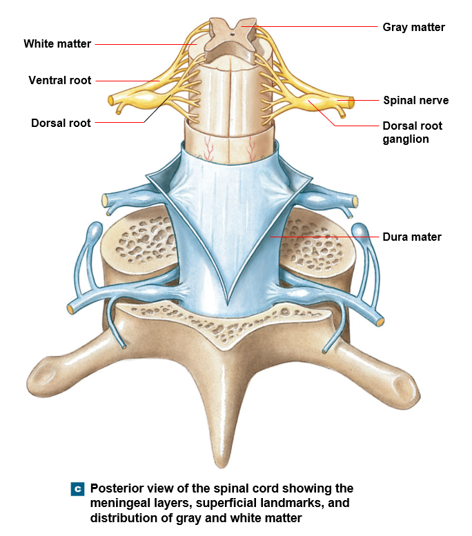 Spinal cord gray and white matter arrangement