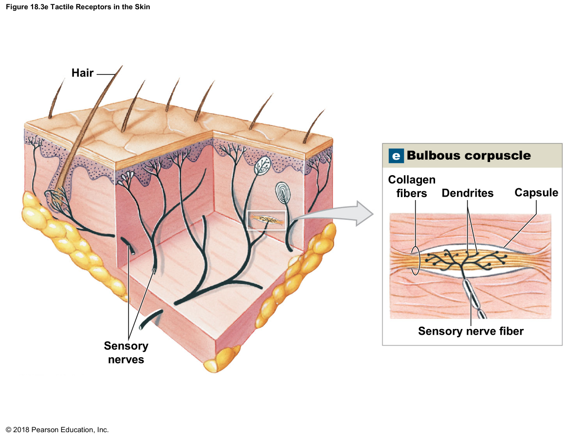 Cutaneous sensory receptors