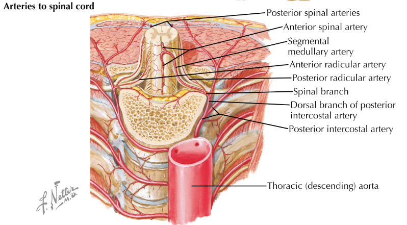Arterial supply of the spinal cord