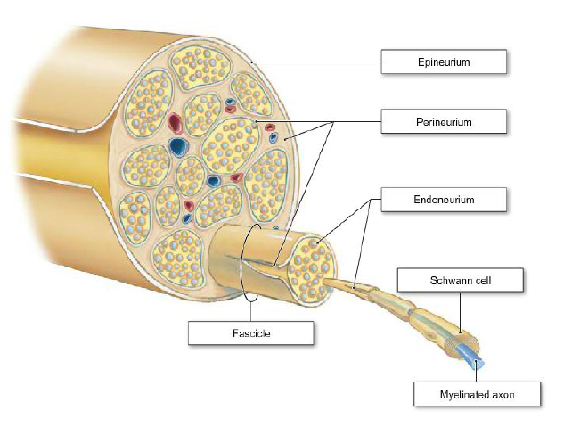 Connective-tissue coverings of a peripheral nerve