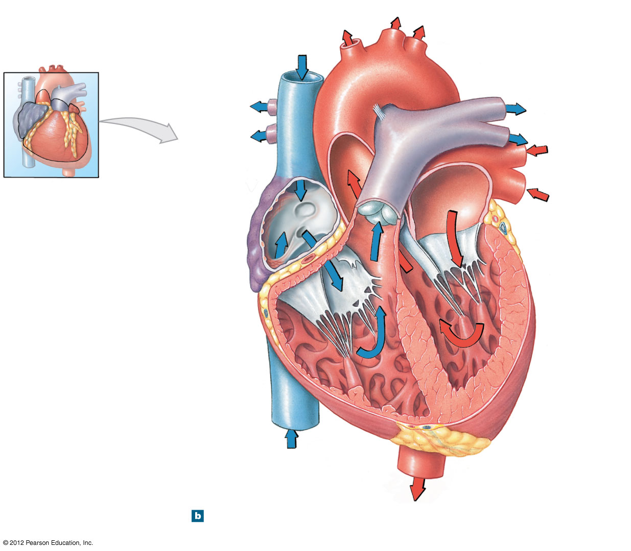 Cutaway view of the heart showing chambers, valves, and blood flow
