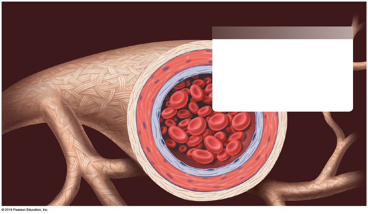 Cross-section of an artery wall showing its three layers