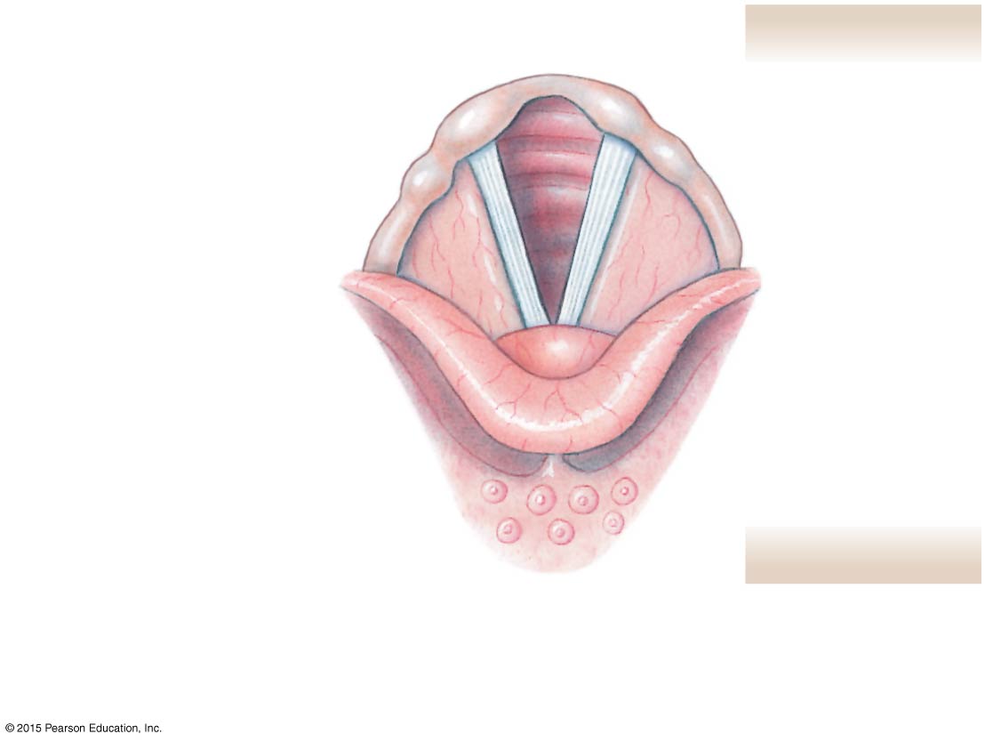 Laryngoscopic view of the open glottis