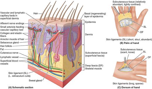 Cross-section of the skin and its structures