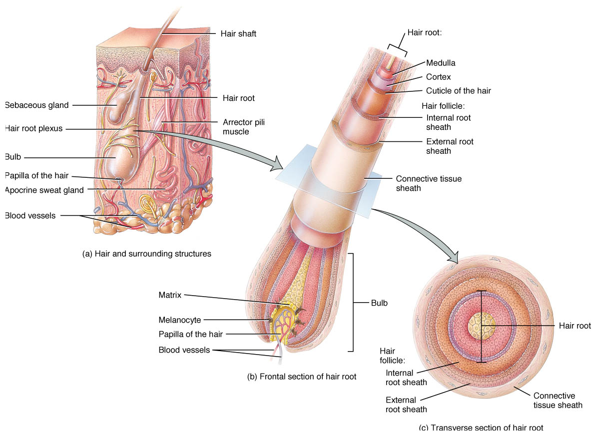 Hair follicle