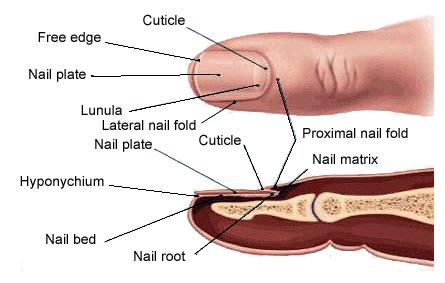 Nail anatomy