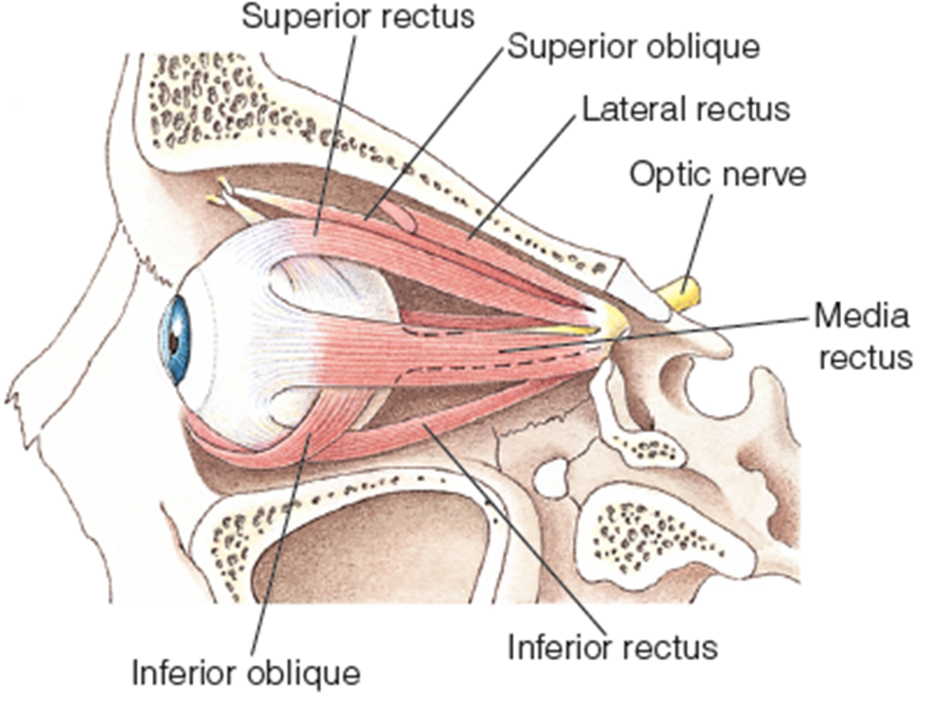 The six extra-ocular muscles