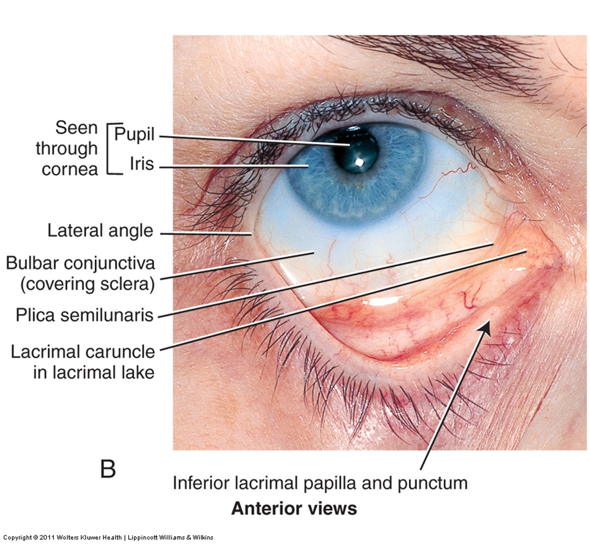 External eye and lacrimal structures