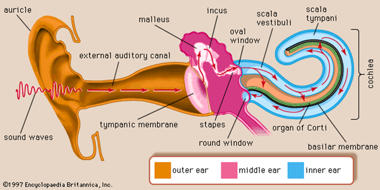 Anatomy of the external, middle, and inner ear