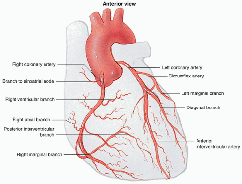 The coronary arteries