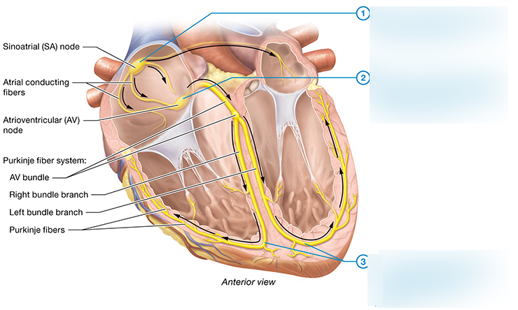 The cardiac conduction system