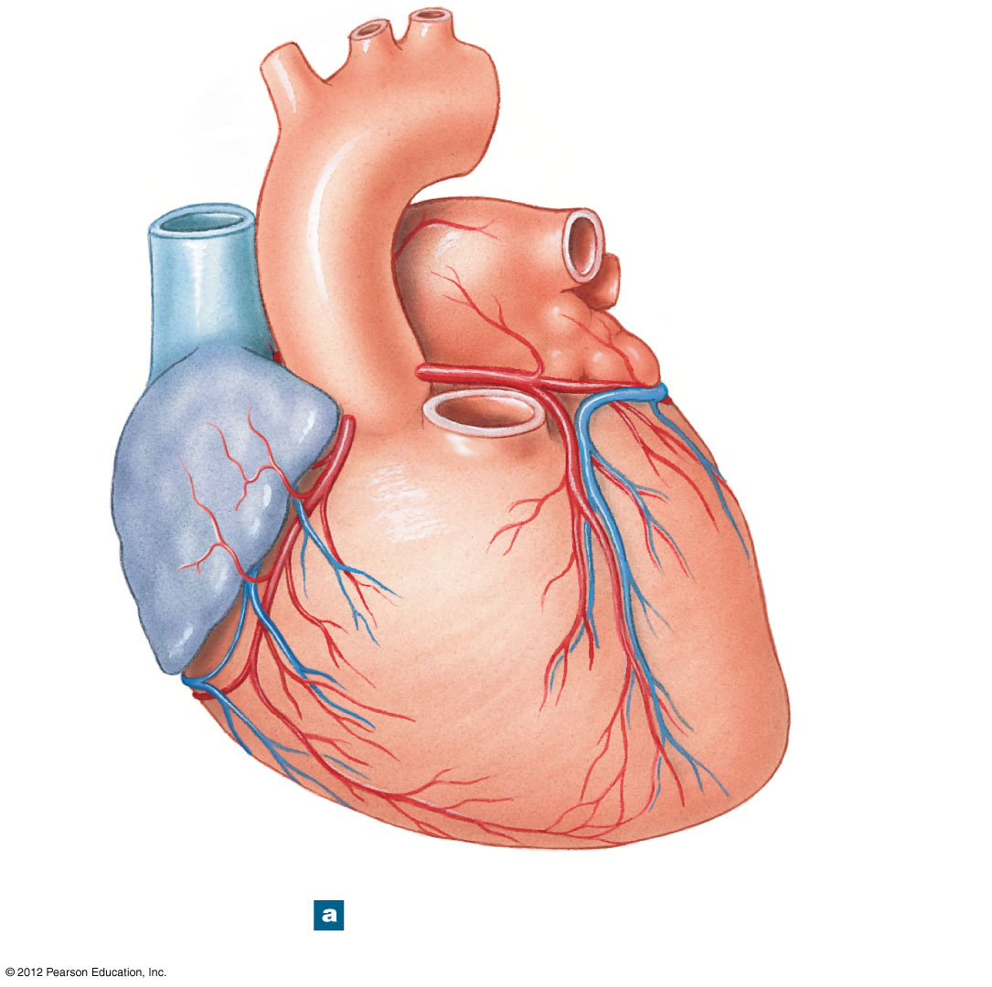 External view of the heart and great vessels