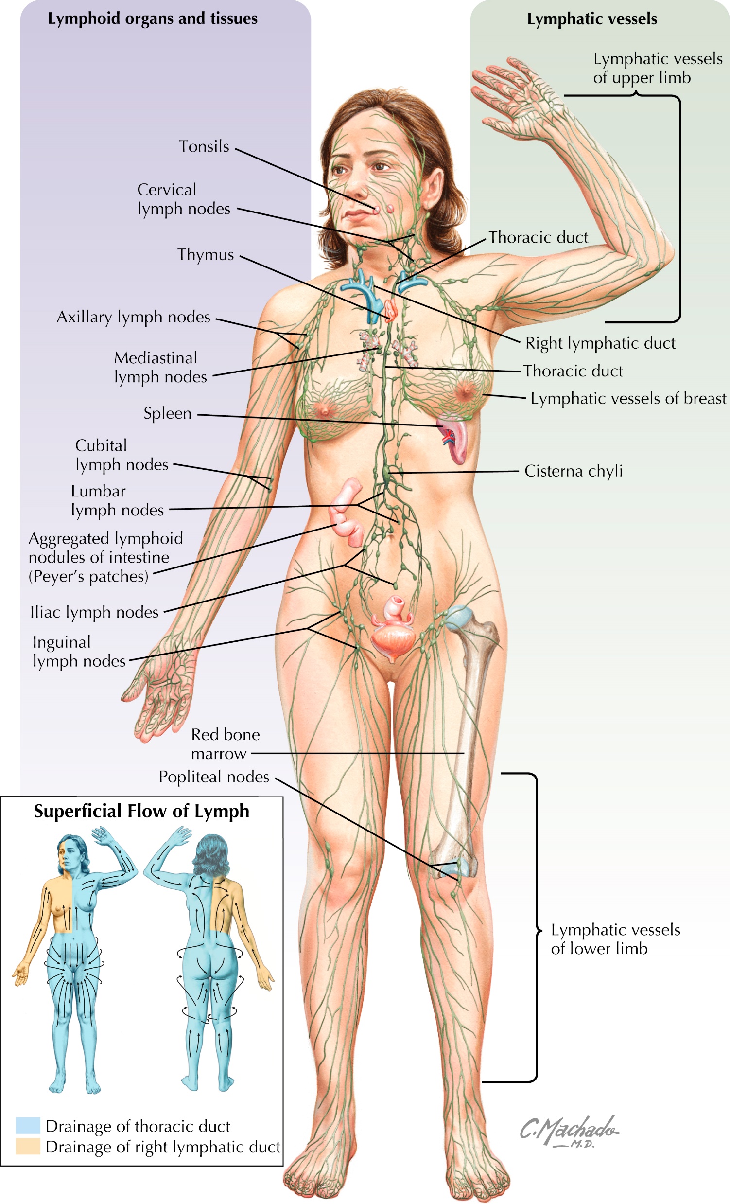 The lymphatic system
