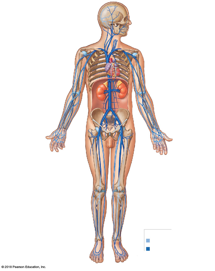 Distribution of the major arteries and veins