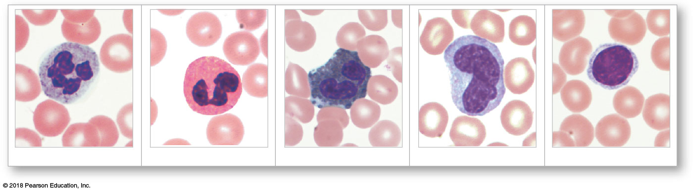 Formed elements of blood