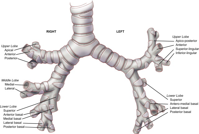The bronchial tree