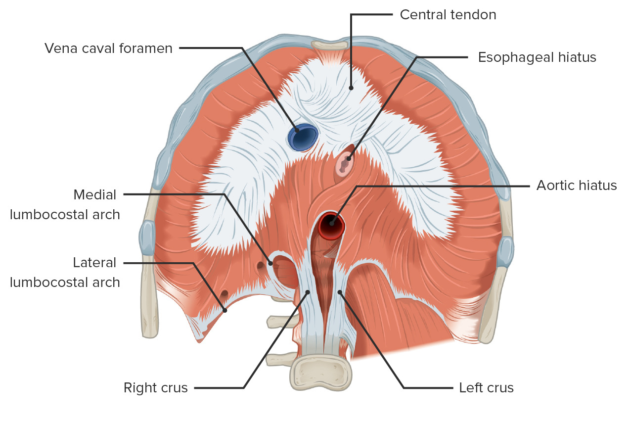 The diaphragm and its openings