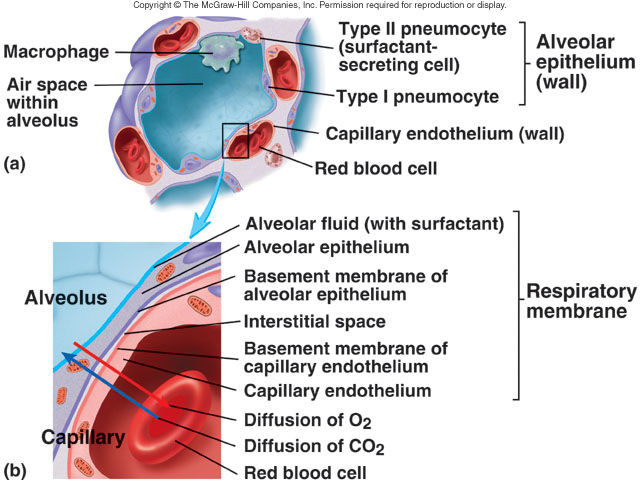 The alveolus and respiratory membrane