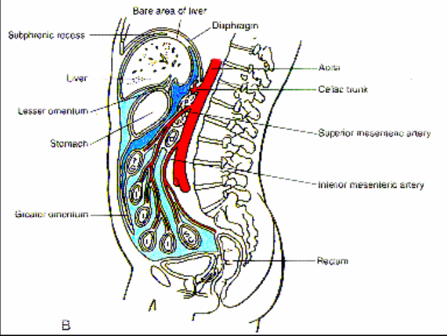 Peritoneal cavity: parietal layer (wall) reflecting onto the visceral layer (organs); greater and lesser sacs.