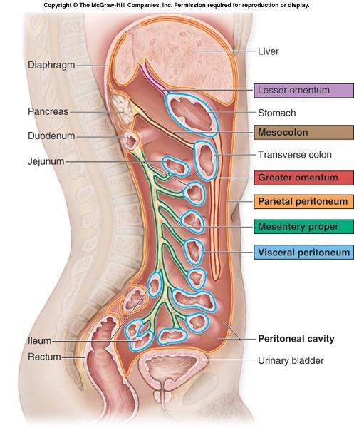 Sagittal section showing the greater omentum, lesser omentum, mesentery, and peritoneal reflections.