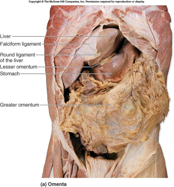 Peritoneal reflections and the lesser omentum extending from the porta hepatis to the lesser curvature.