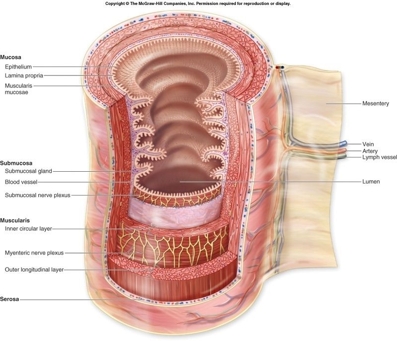 The four tunics of the GI tract wall: mucosa, submucosa, muscularis externa, serosa/adventitia.