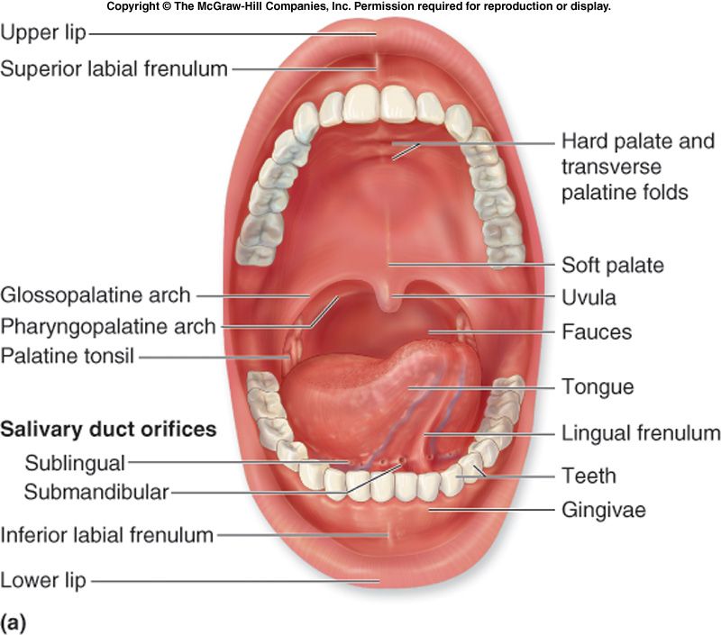 The three pairs of salivary glands: parotid, submandibular, sublingual.