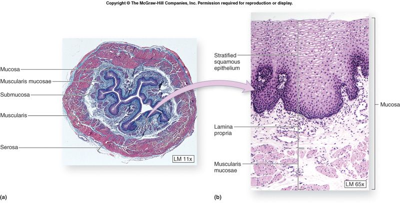 Esophageal wall layers: mucosa, submucosa, muscularis, adventitia.