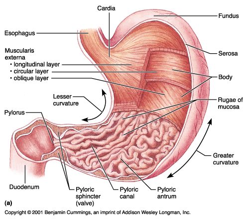 Stomach regions (cardia, fundus, body, pylorus) and the greater/lesser curvatures.