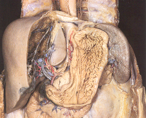 Gross anatomy of the stomach with sphincters and curvatures.