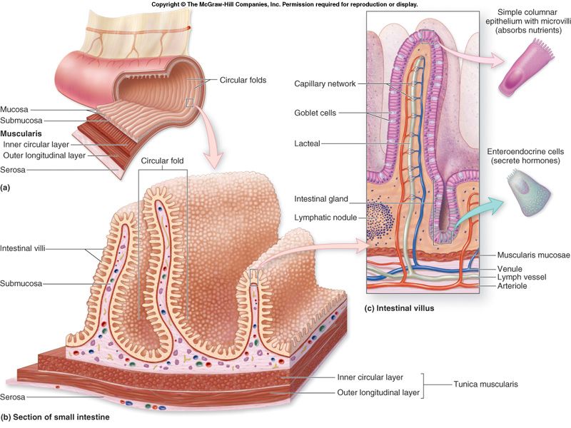 The duodenum (C-loop) cradling the head of the pancreas; retroperitoneal except the cap; ends at the duodenojejunal flexure / ligament of Treitz.
