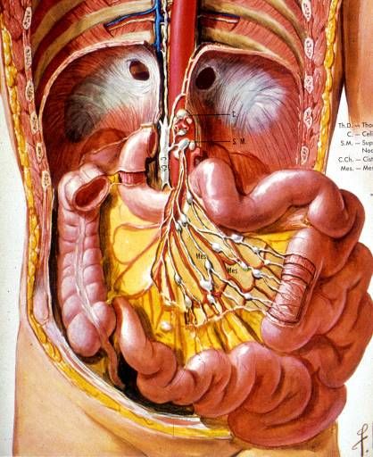 Jejunum vs. ileum: jejunum has thicker walls, taller plicae, and long straight vasa recta; ileum has more arcades and Peyer's patches.