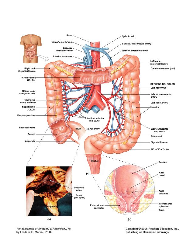 Large intestine framing the small bowel; note teniae coli, haustra, and omental appendices.
