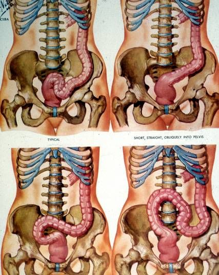 Colon segments and the hepatic/splenic flexures.